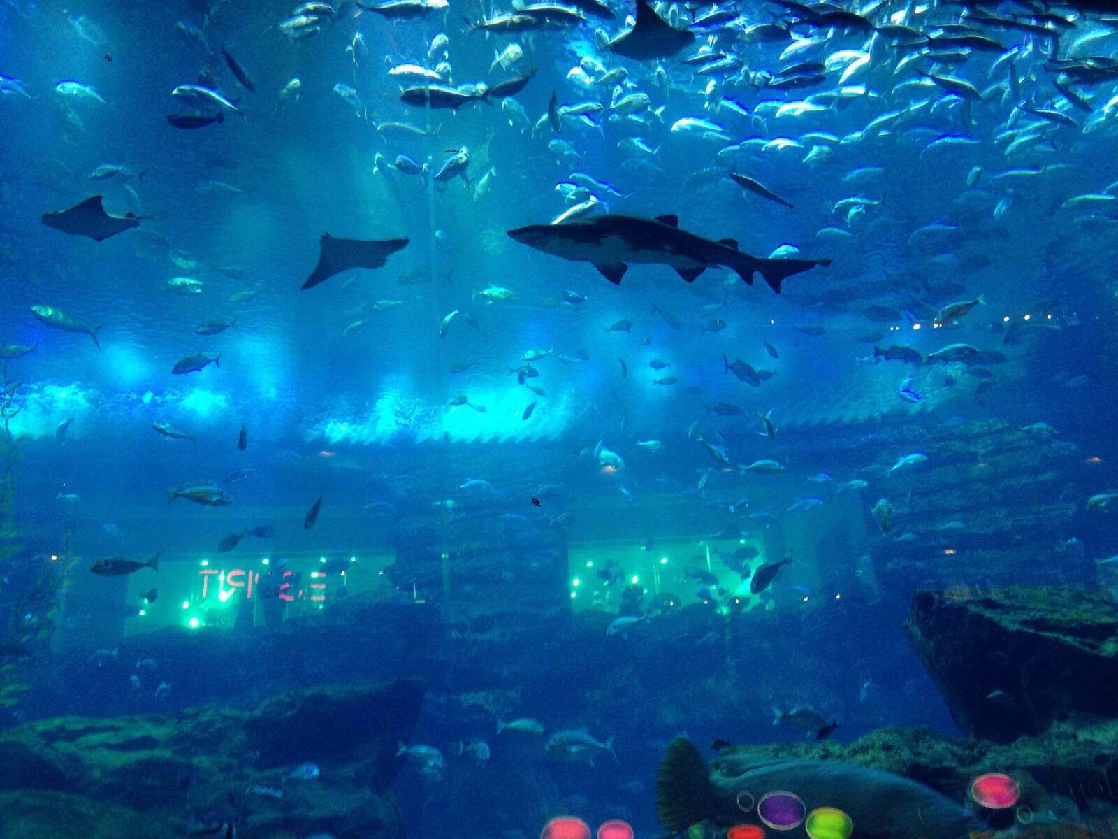 Dubai Aquarium Underwater Zoo Compare Tours And Tickets To